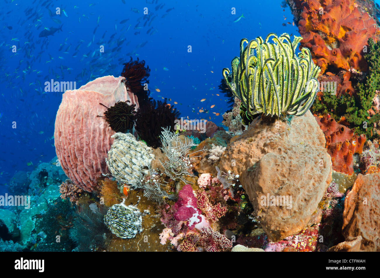 Coral reef scena, parco nazionale di Komodo, Indonesia Foto Stock