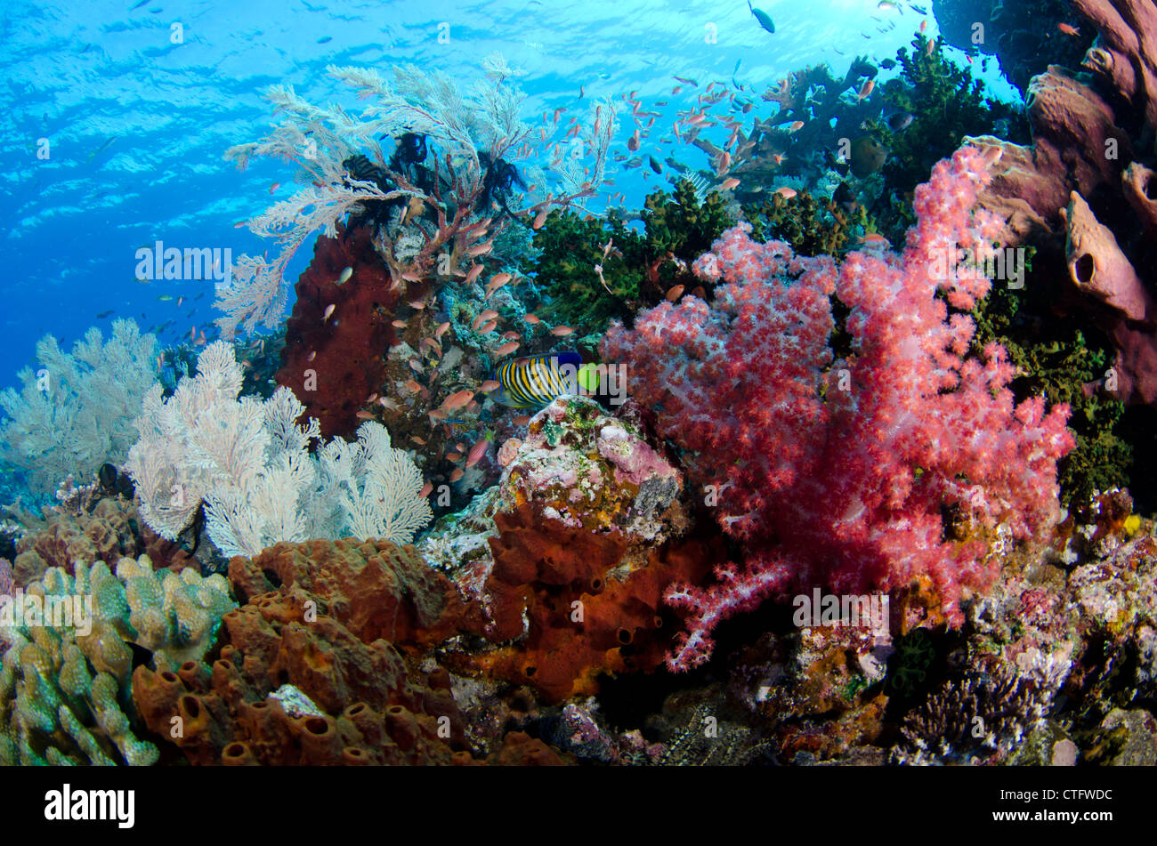 Coral reef scena, parco nazionale di Komodo, Indonesia Foto Stock