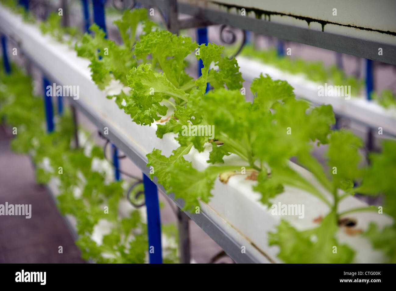 Le lattughe coltivate con fluido nutriente in Cina. Foto Stock