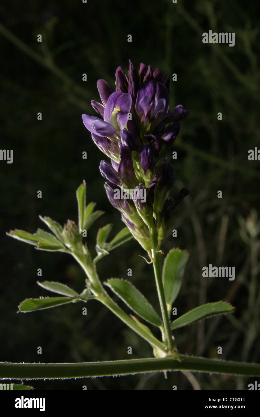 Immagine: Steve gara - Il fiore di erba medica (Medicago sativa), noto anche come lucerna, Buffalo erba, erba medica. Spagna. Foto Stock