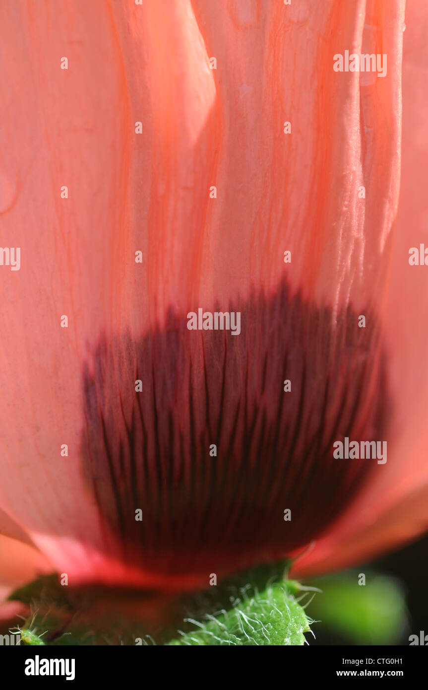 Dettaglio della foglia di un rosa salmone orientali fiore di papavero Papaver orientale Foto Stock