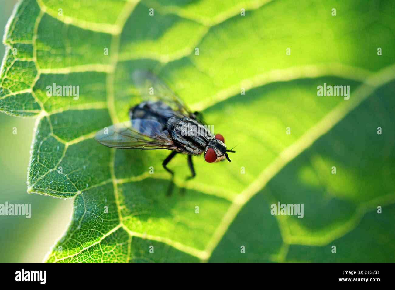Casa vola sulla foglia foto macro Foto Stock