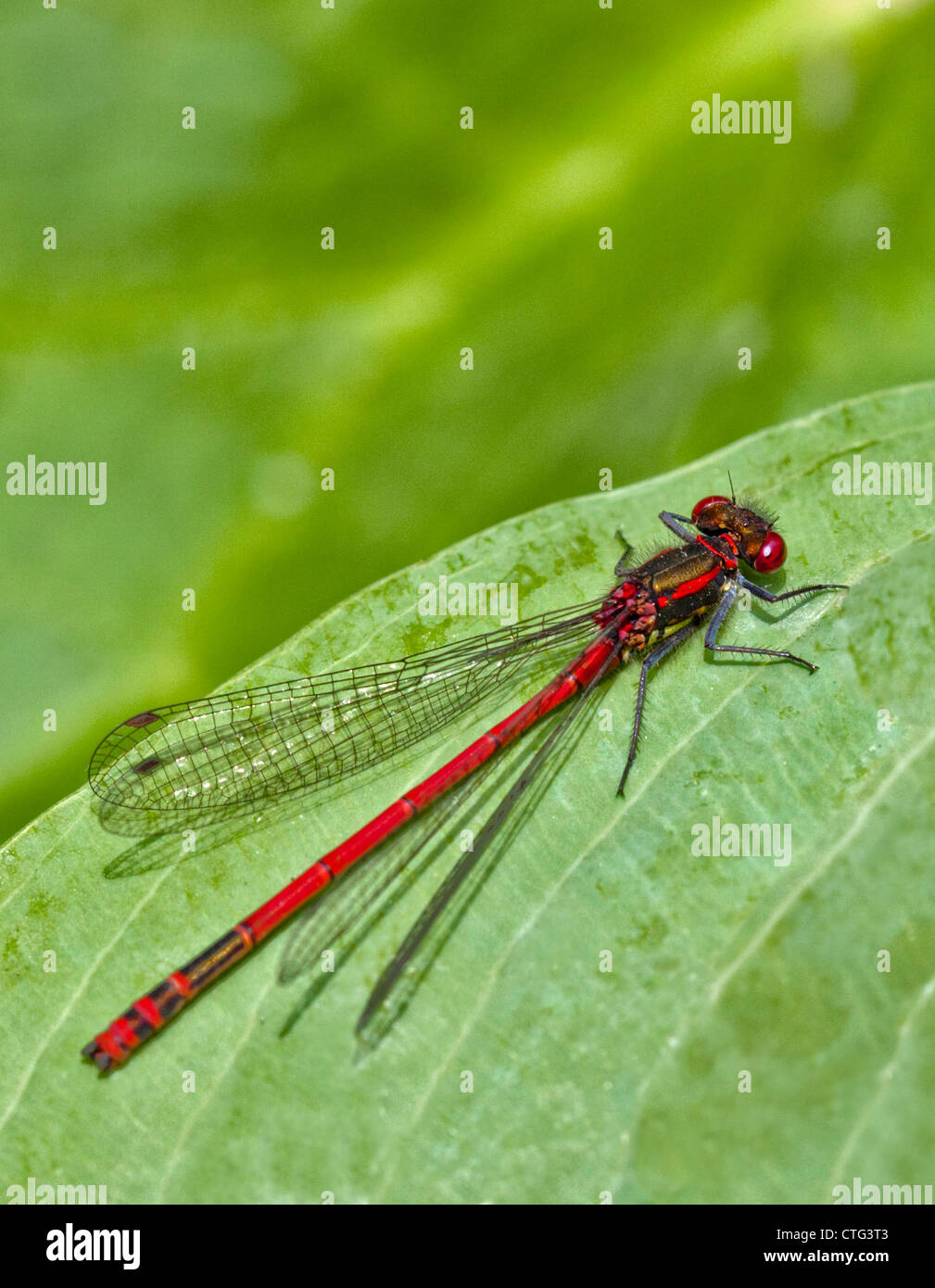 Rossi di grandi dimensioni (Damselfly pyrrhosoma nymphula), Regno Unito Foto Stock