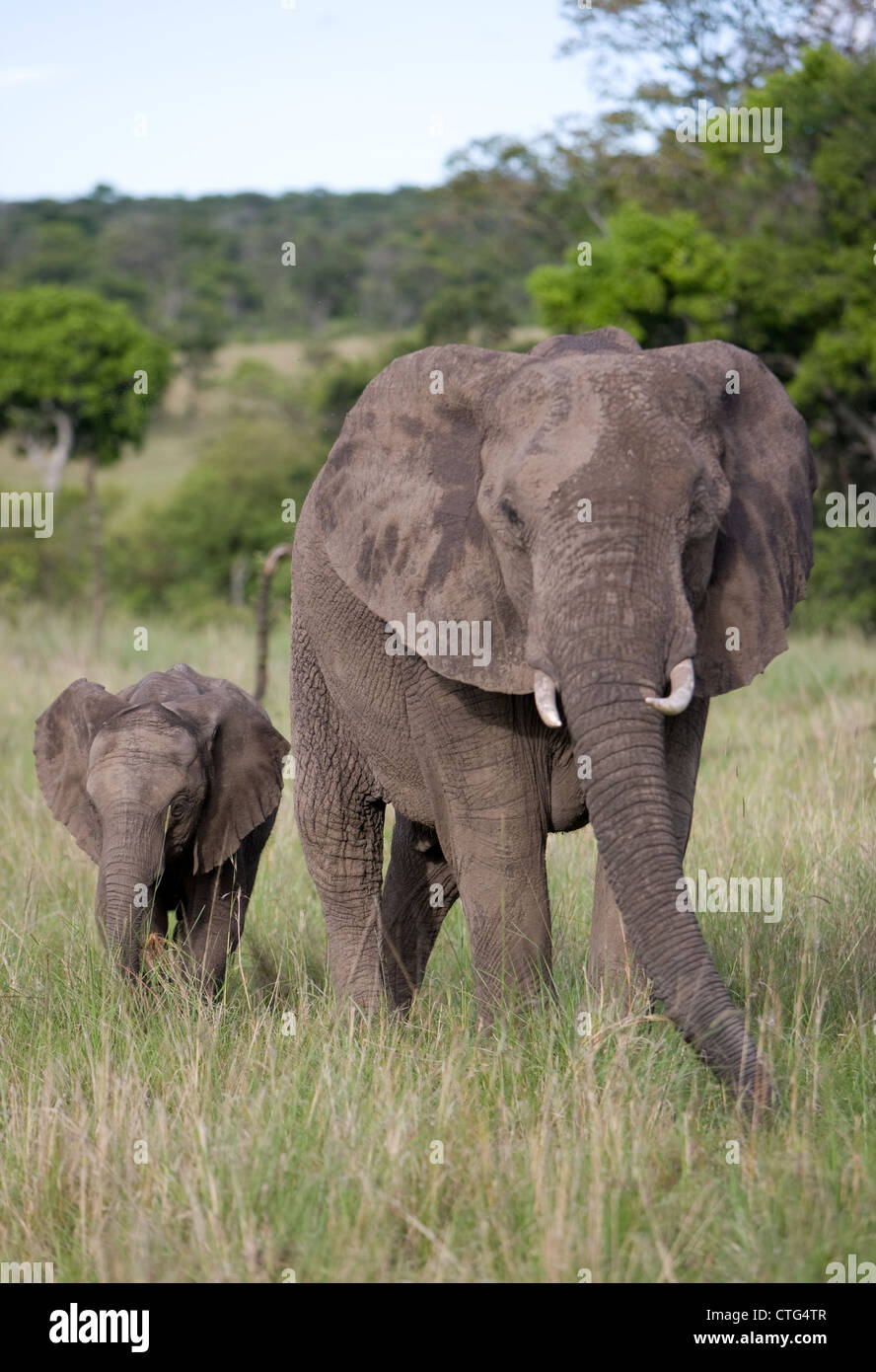 Giovane vitello di elefante con la madre Foto Stock