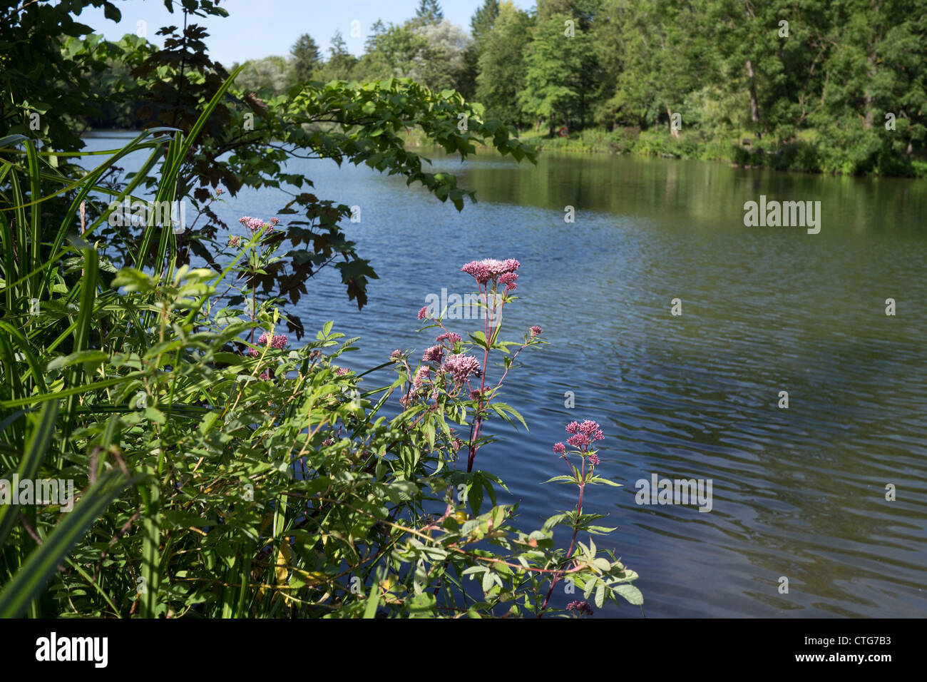 Fiori e ricca vegetazione che circonda un lago Foto Stock