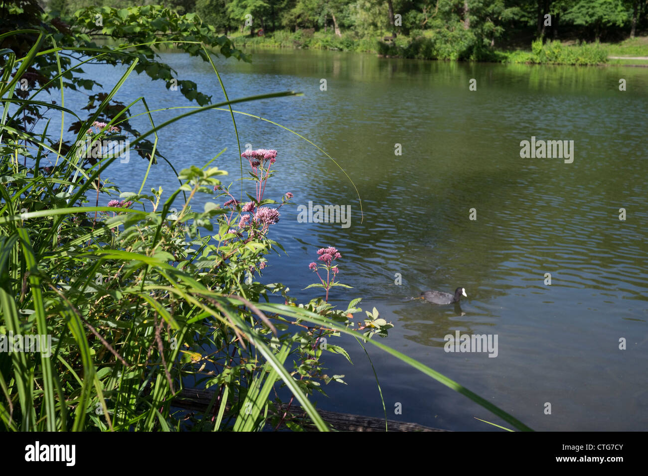 Fiori in un lago e anatra passando da Foto Stock