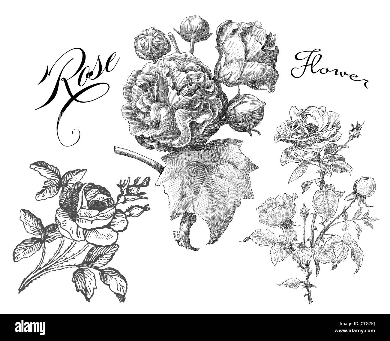 Rosa Antica illustrazione Foto Stock