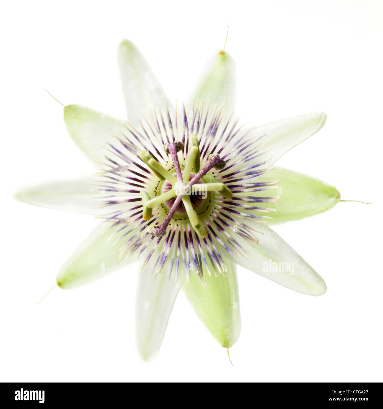 Passiflora caerulea, vista dall'alto di un unico fiore della passione contro uno sfondo bianco. Foto Stock