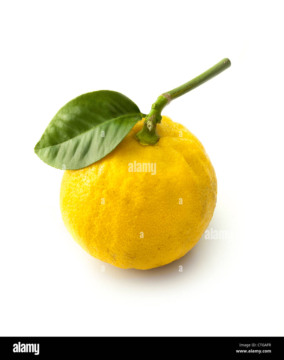 Citrus Bergamia, bergamotto, Studio shot del singolo frutto giallo sul  gambo frondoso contro uno sfondo bianco Foto stock - Alamy