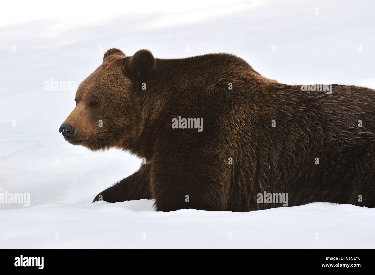 Eurasian l'orso bruno (Ursus arctos arctos) a piedi nella neve profonda in inverno, Parco Nazionale della Foresta Bavarese, Europa Foto Stock