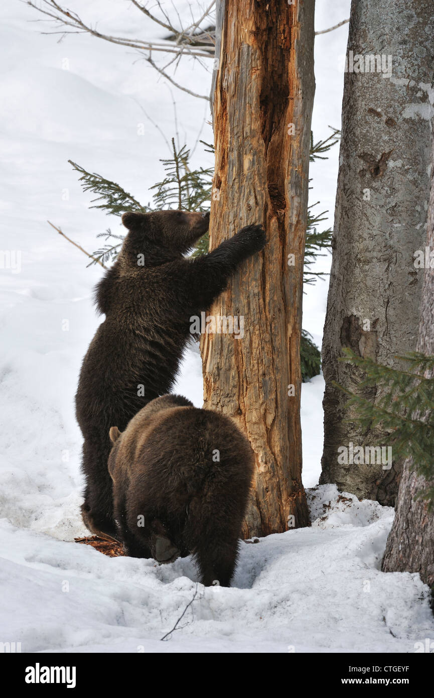 Due-anno-vecchio Eurasian l'orso bruno (Ursus arctos arctos) cub affilatura di artigli sul tronco di albero nella neve in primavera Foto Stock