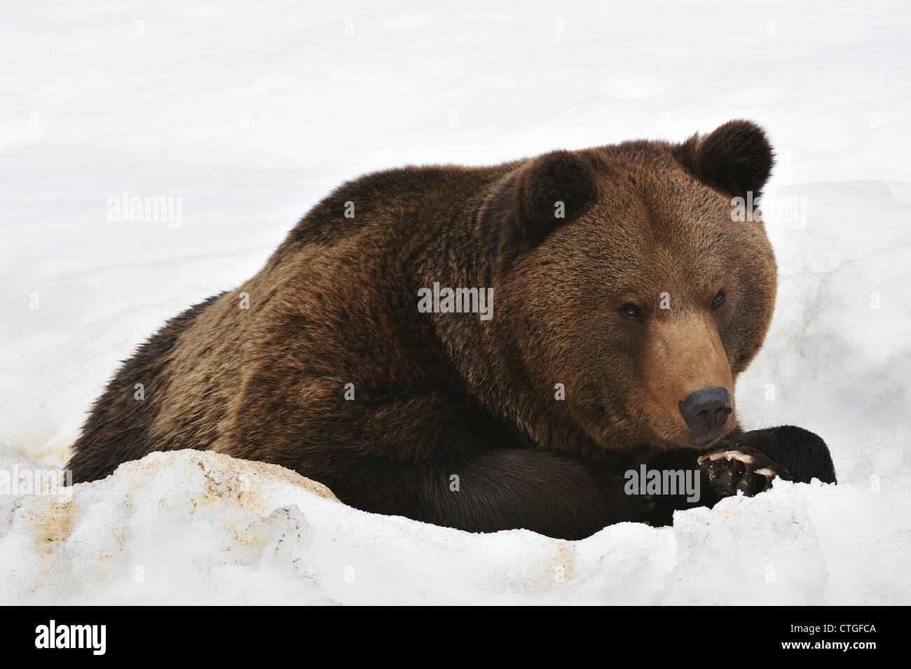 Eurasian l'orso bruno (Ursus arctos arctos) dormire nella neve in primavera dopo la riattivazione dalla modalità di sospensione Foto Stock