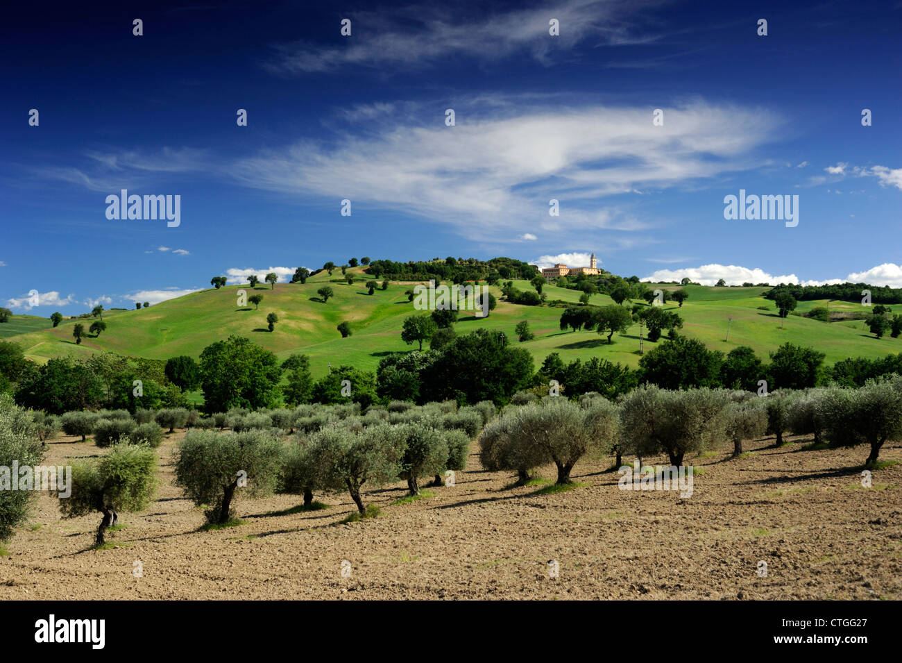 Italia, Basilicata, Sant'Arcangelo, campagna, oliveto Foto Stock