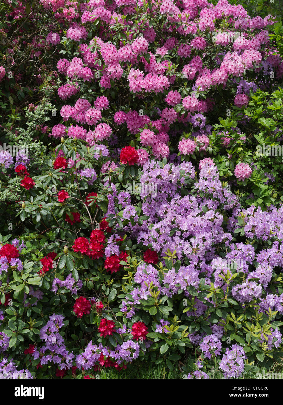 dh Rhododendrons ponticum BEAULIEU GARDENS HAMPSHIRE Gran Bretagna Multi colori Rhodendron fiori cespuglio uk giardino grandi arbusti fioritura nuova foresta Inghilterra Foto Stock