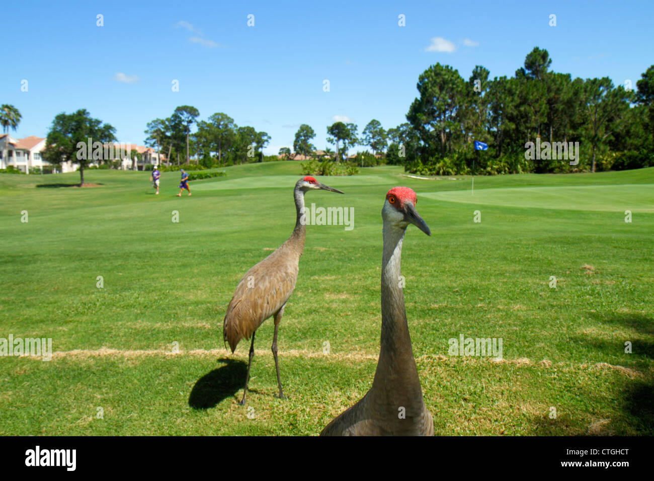 Port St. Saint Lucie Florida, PGA Village, Pine Valley, Perfect Drive Golf Villas, campo da golf, gru di sandhill, uccelli, visitatori viaggio tou tour Foto Stock