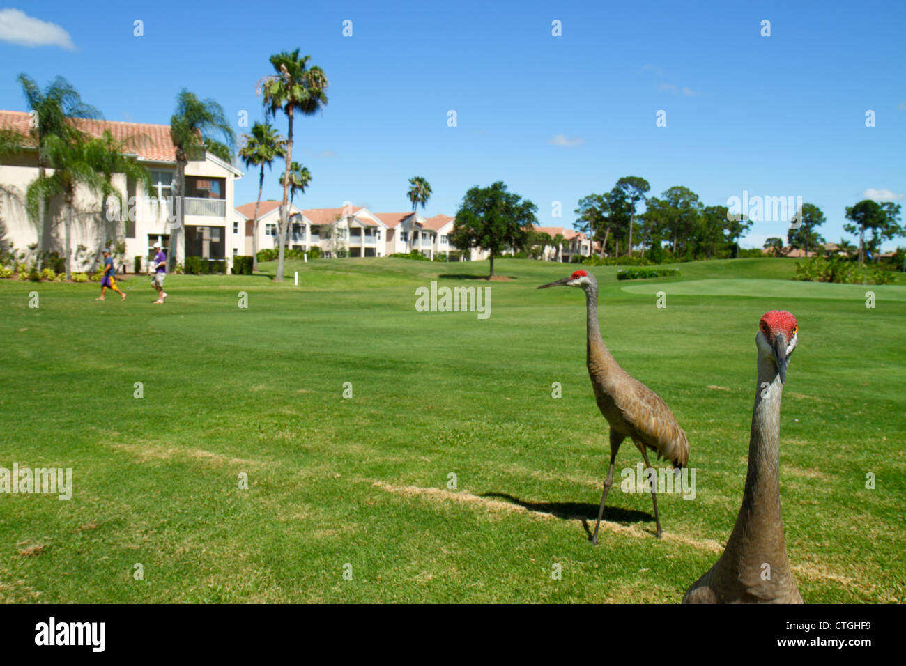 Port St. Saint Lucie Florida, PGA Village, Pine Valley, Perfect Drive Golf Villas, campo da golf, golfista, gru di sandhill, uccelli, visitatori viaggio t Foto Stock