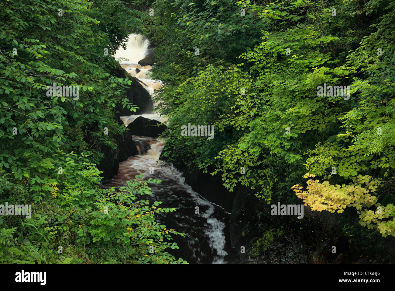 Cerca fino al fiume Twiss Hollybush verso il tubo di lancio in estate vicino Ingleton nel Yorkshire Dales di Inghilterra Foto Stock