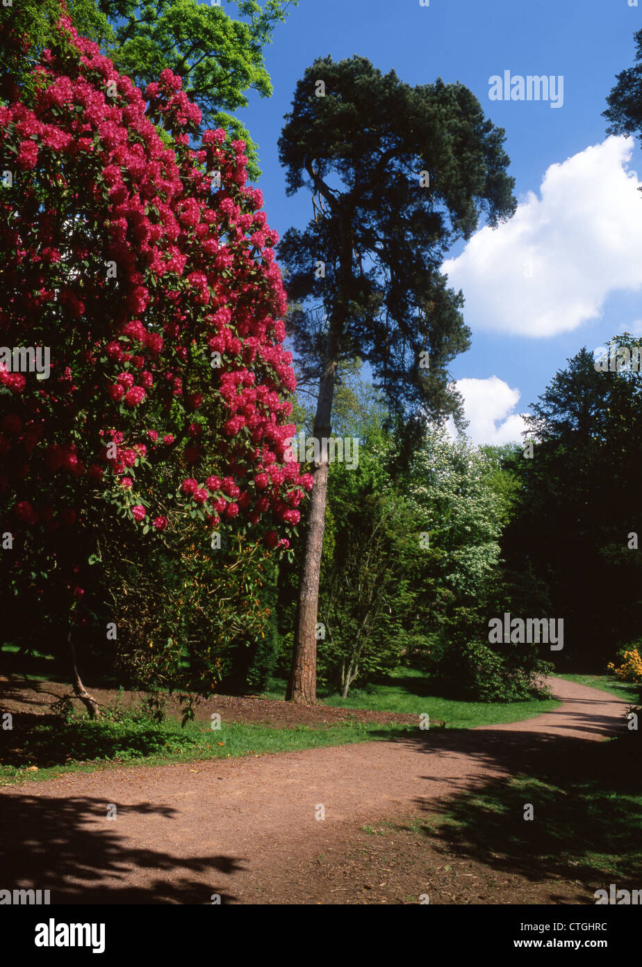 Boccola di rododendro in fiore in primavera a Westonbirt Arboretum vicino a Tetbury Gloucestershire England Regno Unito Foto Stock