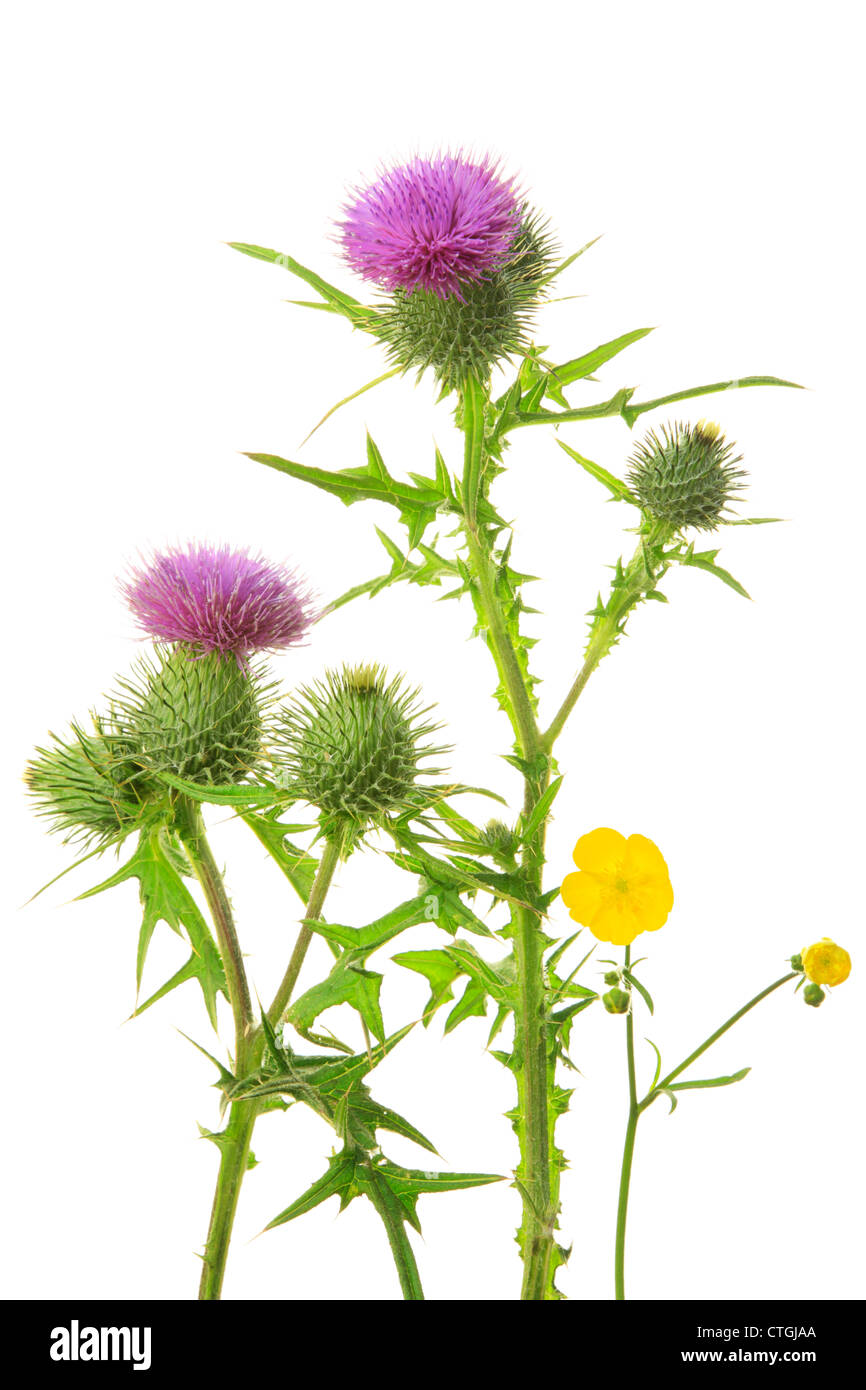 Spear Thistle (Cirsium vulgare) e Prato Buttercup (Ranunculus Acris). Foto Stock