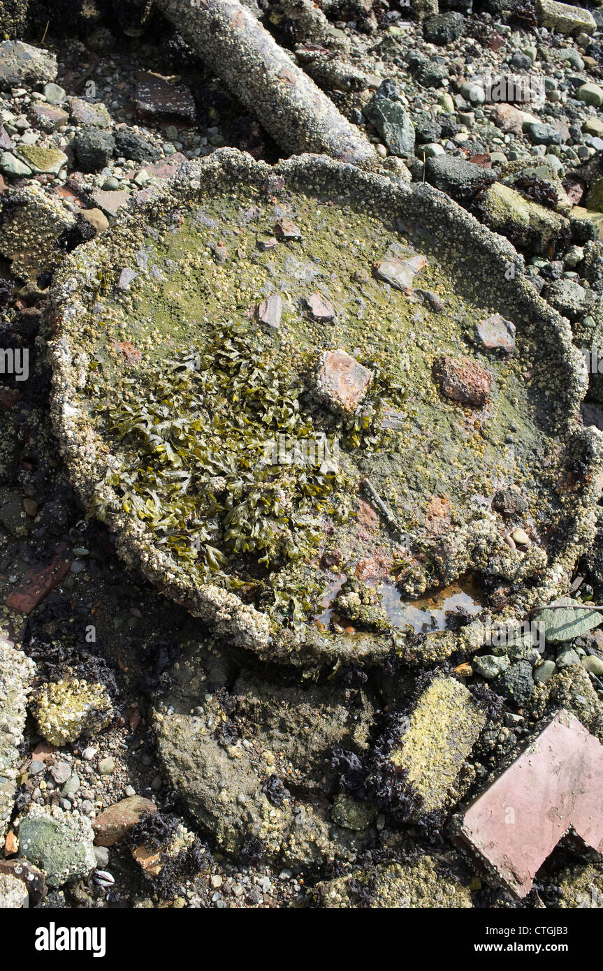 I detriti sulla spiaggia a Jack Perry Memorial Park - Seattle, Washington Foto Stock