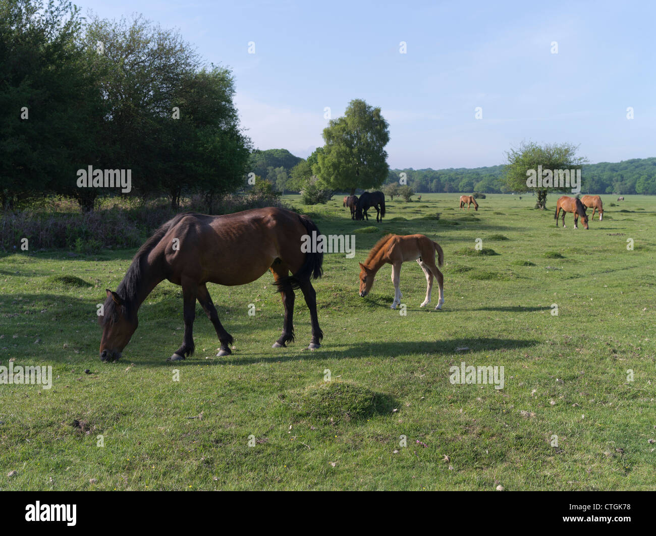 dh National Park NEW FOREST HAMPSHIRE New Forest ponies cavallo volpe pascolo su cavalli terra comune inghilterra pony field foals uk Foto Stock