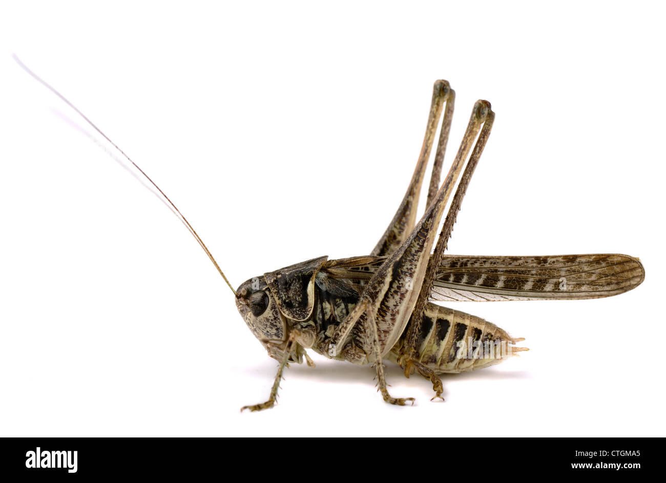 Grasshopper (decticus verrucivorus) isolato su bianco Foto Stock Grasshopper (decticus verrucivorus) isolato su bianco Foto Stock