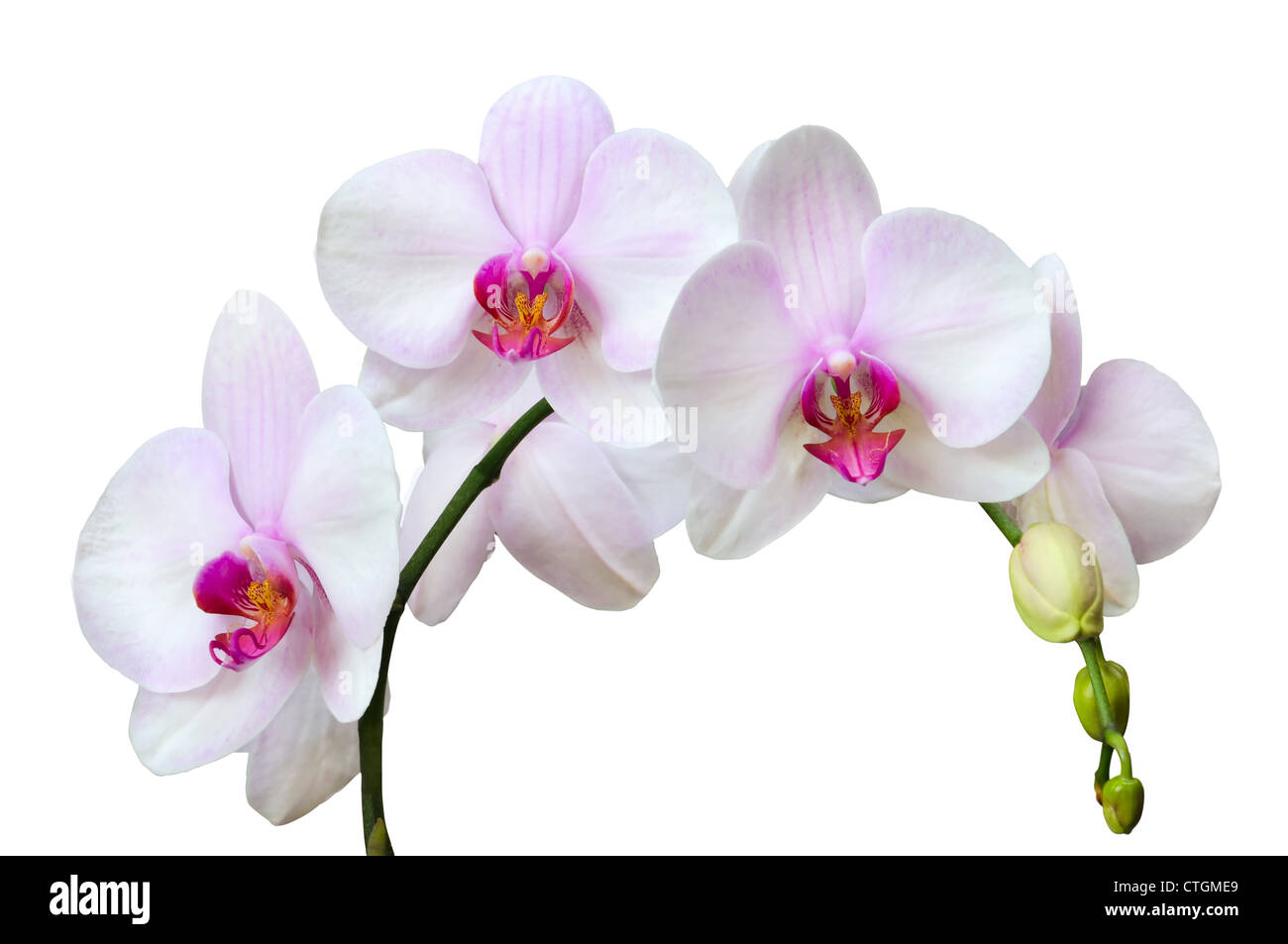 Ramo di rosa macchiato orchidee isolato su bianco Foto Stock