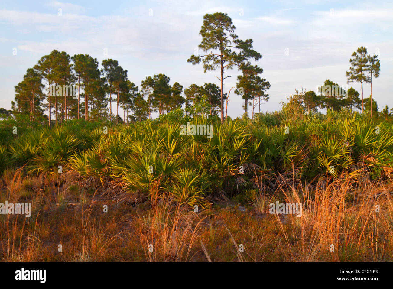 Jensen Beach Florida, savannas Preserve state Park, paludi d'acqua dolce, alberi di pino costieri, pini slash, erbe, visitatori viaggi tour touris Foto Stock