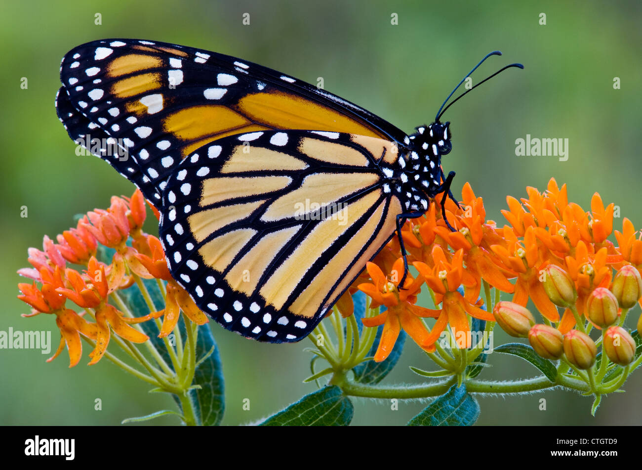 Farfalla monarca danaus plexippus nectaring impollinare alimentazione sulla farfalla fiori Milkweed Asclepias tuberosa e USA Foto Stock