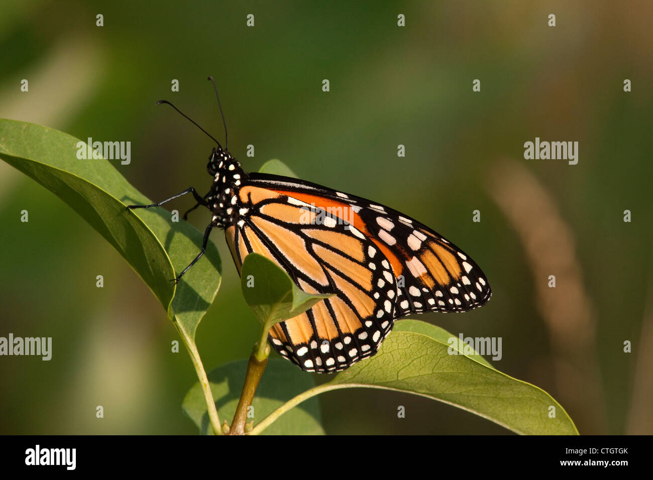 Farfalla monarca danaus plexippus in appoggio sul comune impianto Milkweed ( Asclepias syriaca ) Michigan STATI UNITI Foto Stock