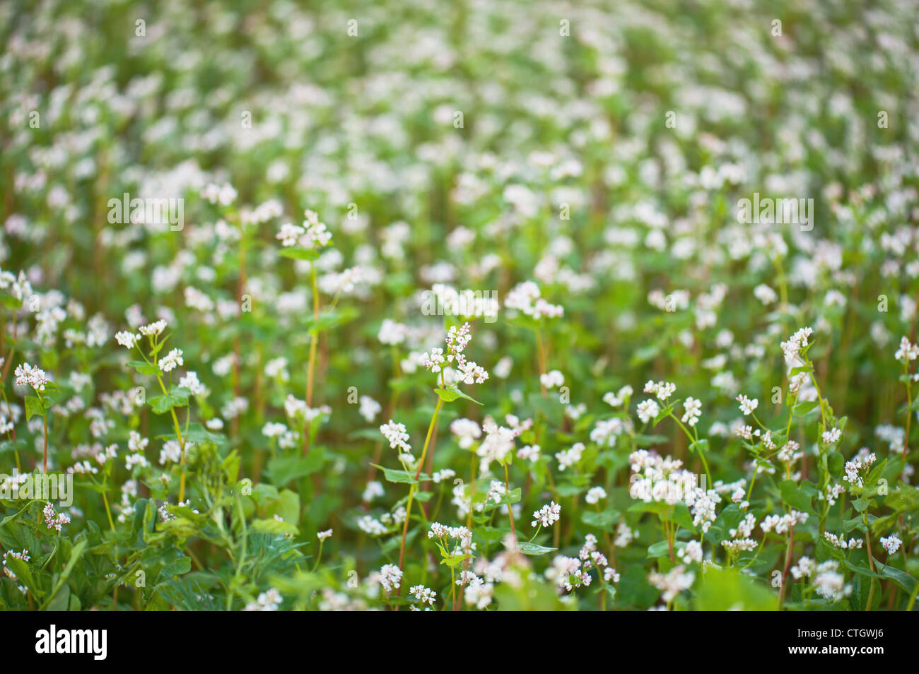 Il grano saraceno in fiore Foto Stock