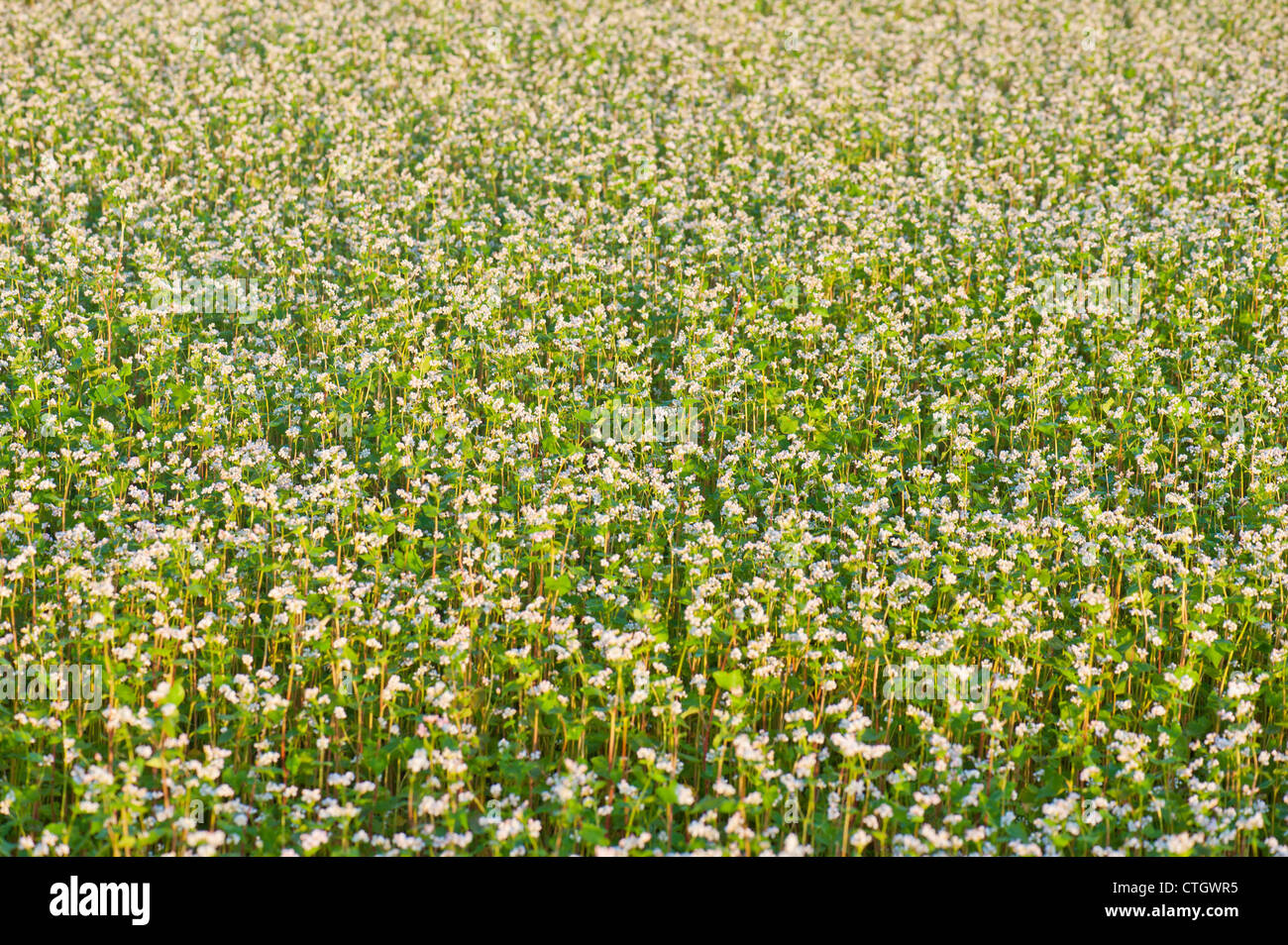 Grano saraceno con fiori di colore bianco campo Foto Stock