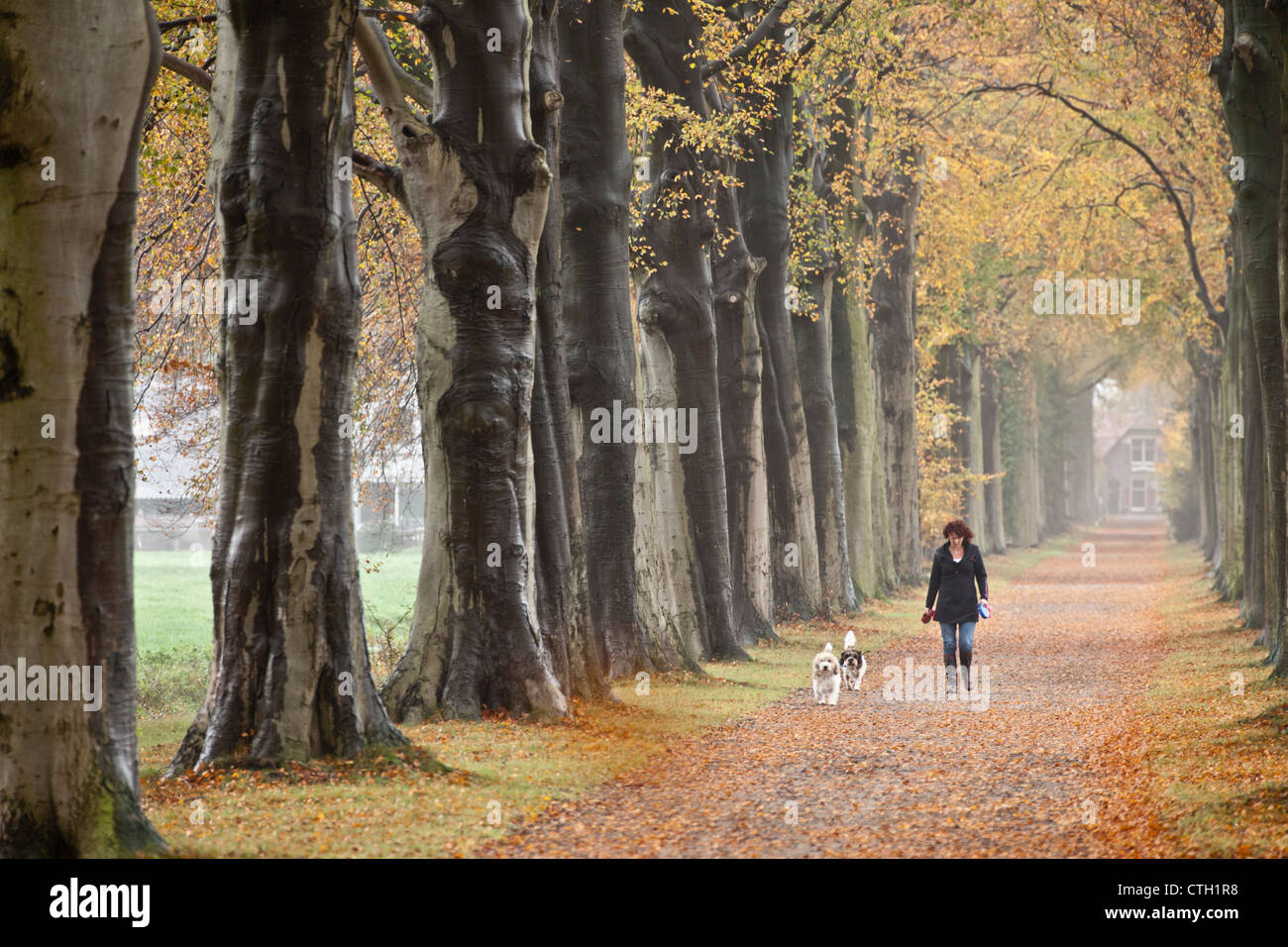 I Paesi Bassi, 's-Graveland, Beech Lane, strada di campagna, i colori autunnali. La donna a piedi con i cani. Foto Stock