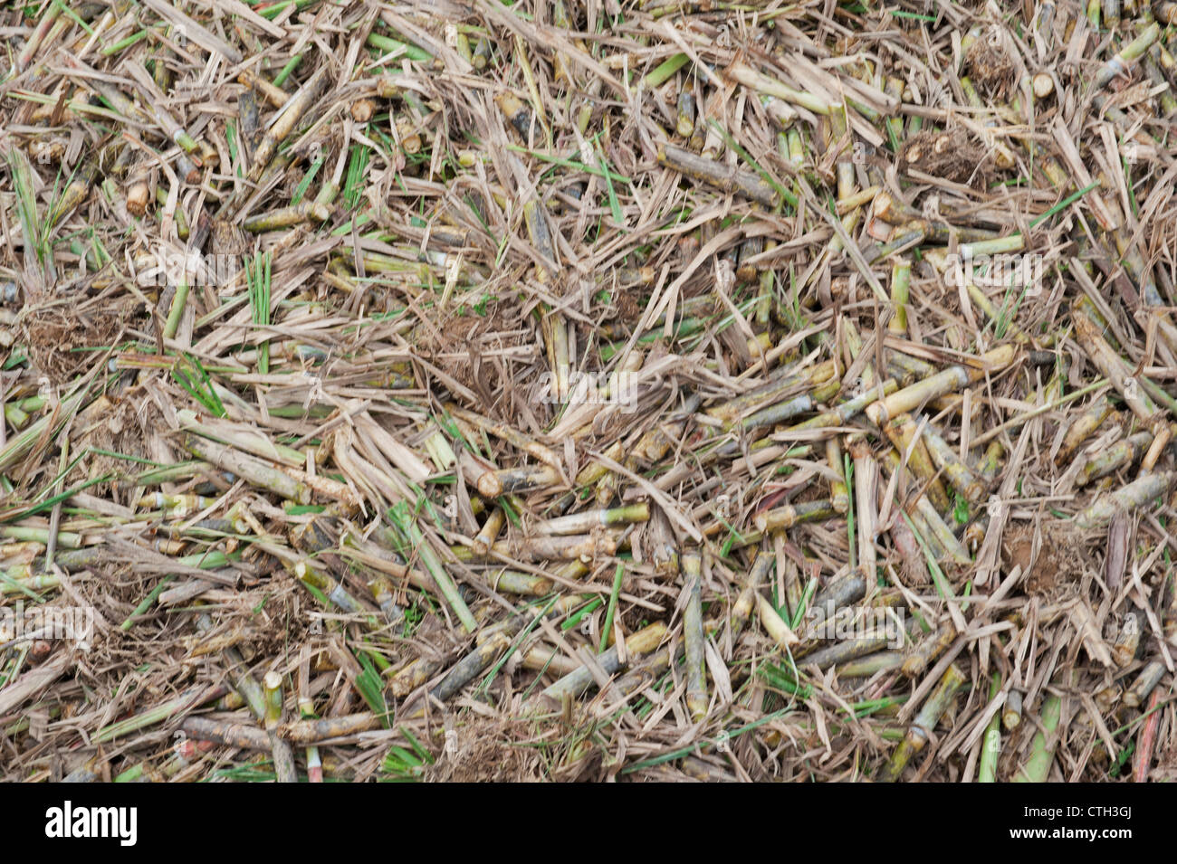 Il raccolto di canna da zucchero tagliata per la frantumazione nel mulino per lo zucchero Foto Stock