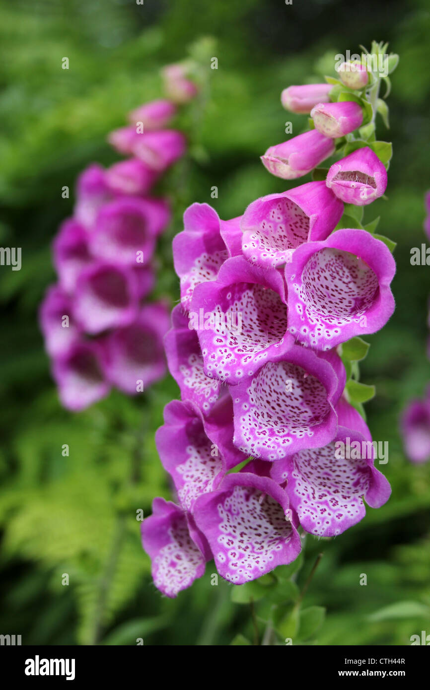Foxglove comune Digitalis purpurea Foto Stock