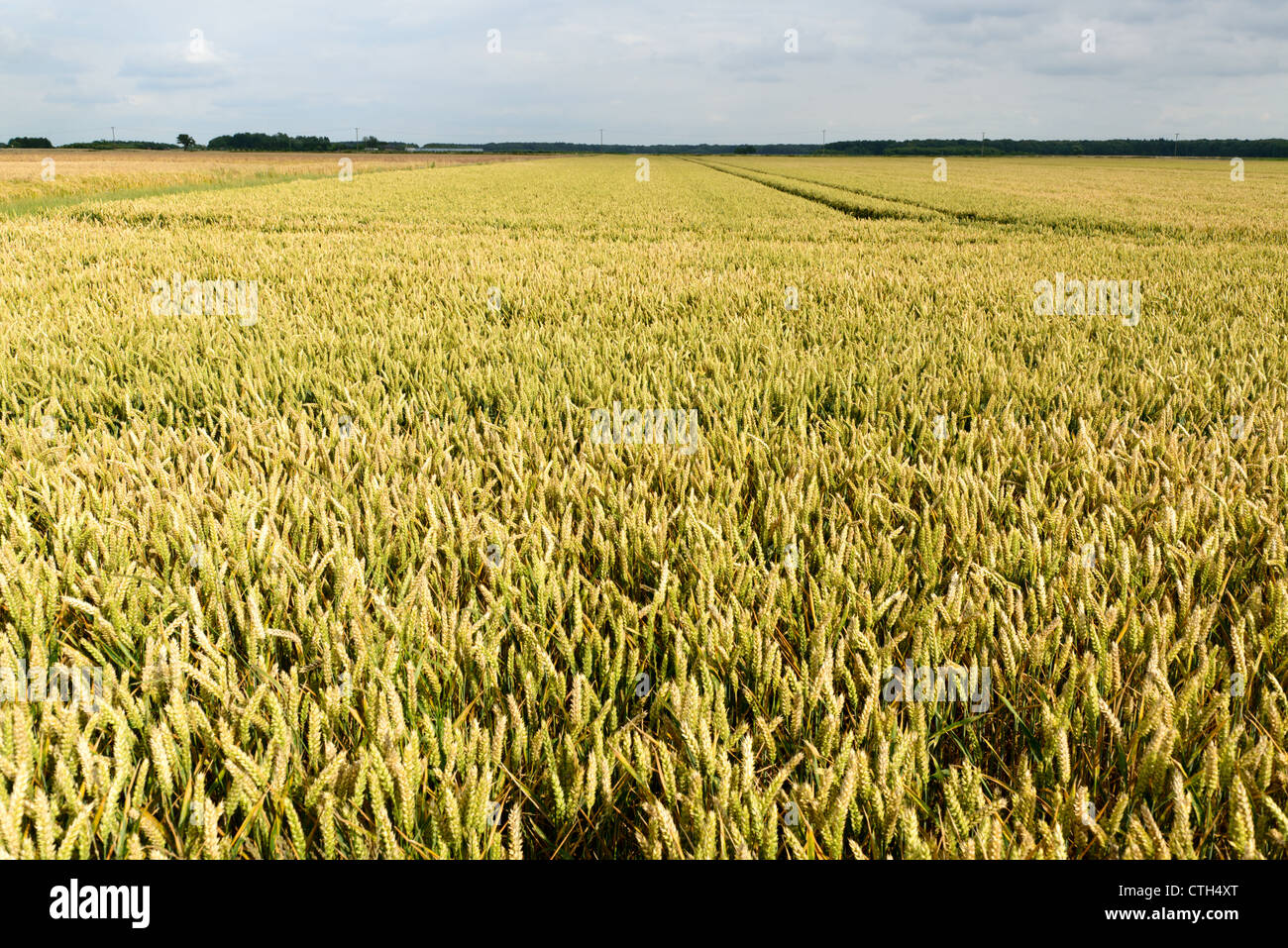 Giallo campo di grano contro il cielo grigio Foto Stock