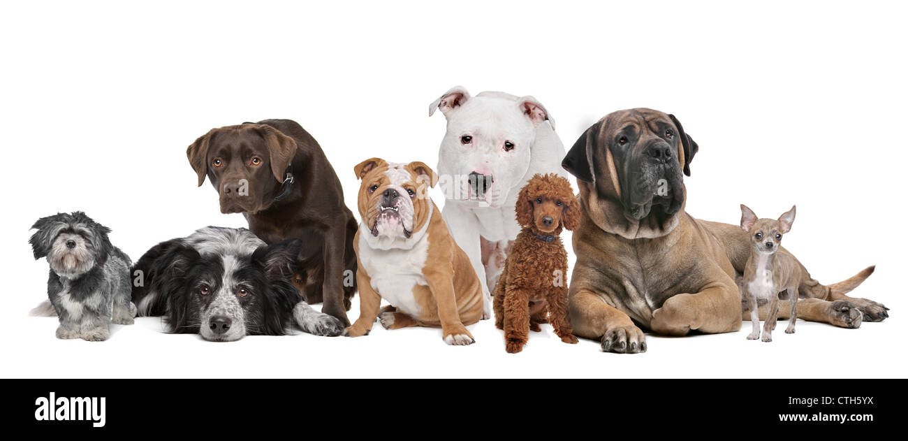 Gruppo di otto cani seduti davanti a uno sfondo bianco Foto Stock