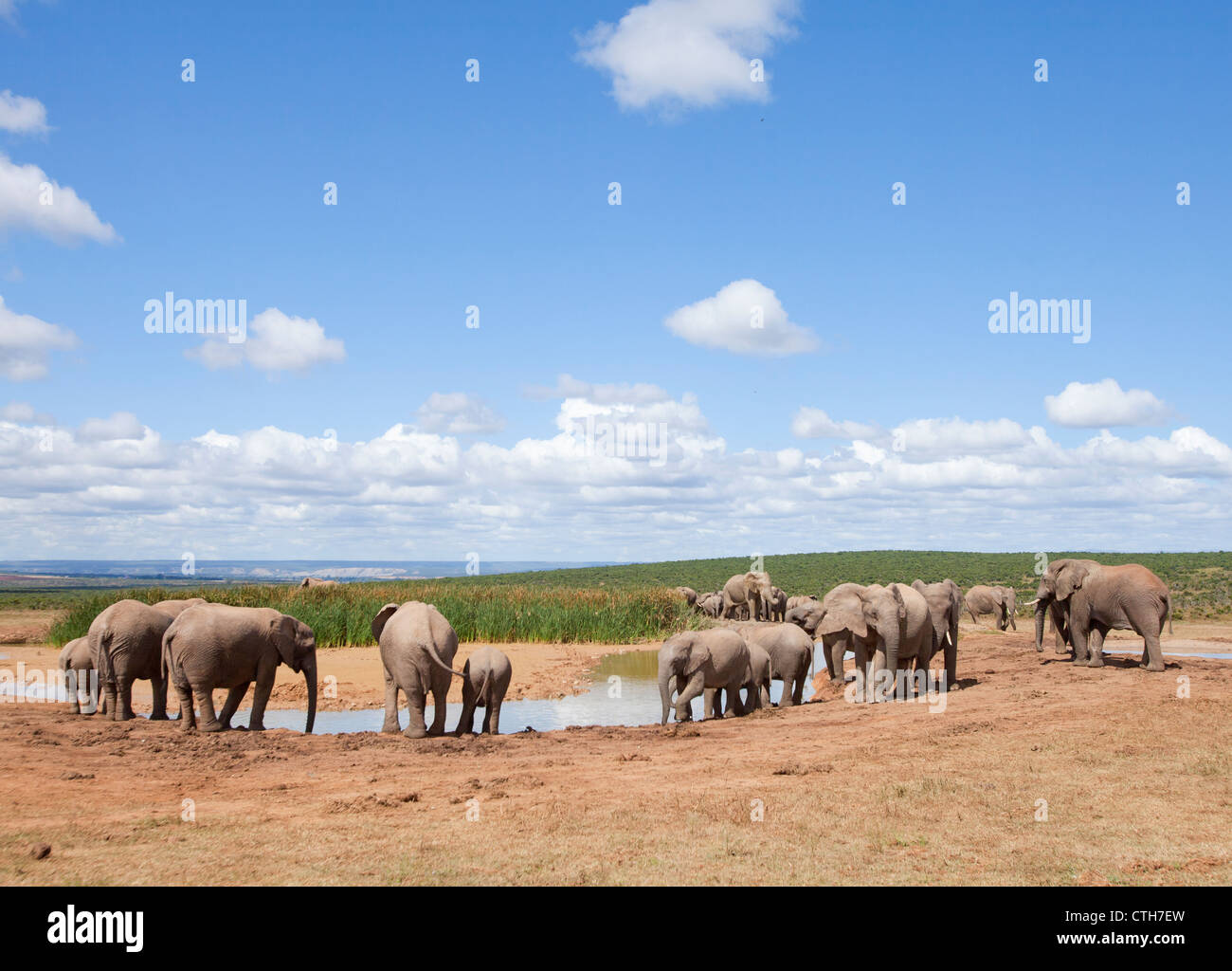 Gli elefanti africani in un parco nazionale in Sudafrica Foto Stock