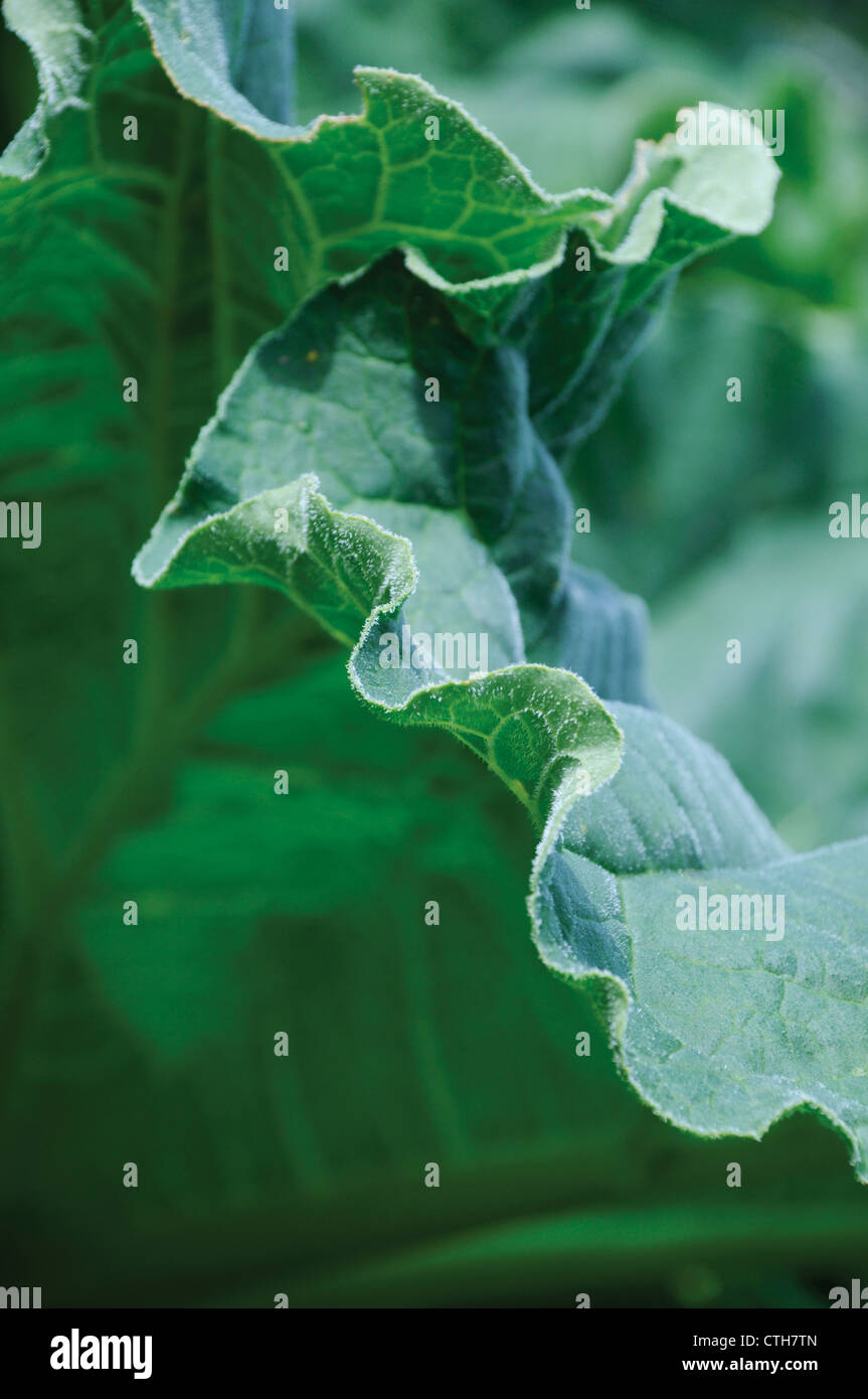Rheum rhabarbarum, rabarbaro Foto Stock