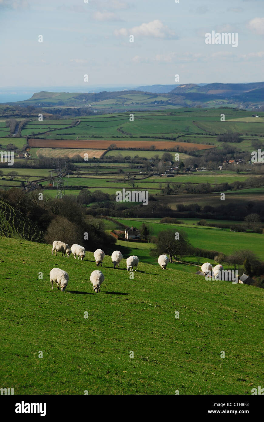 Pecore sulla collina Eggardon Bridport Dorset Regno Unito Foto Stock