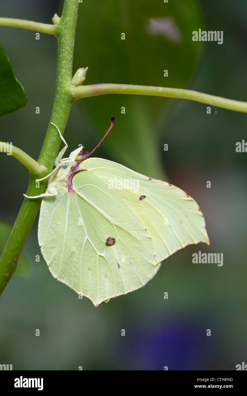 Brimstone Butterfly; Gonepteryx rhamni; maschio; Regno Unito Foto Stock