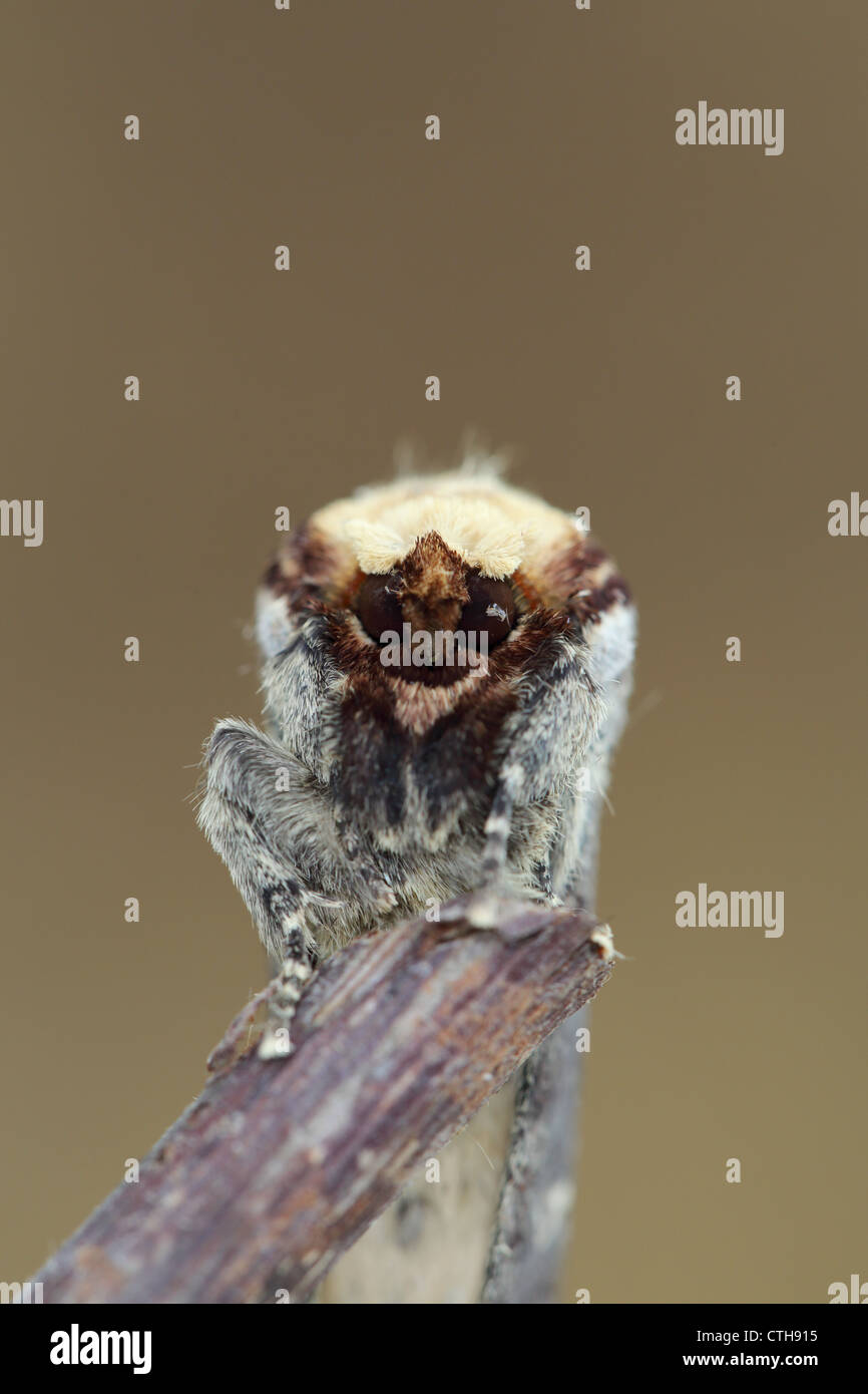 Buff Suggerimento Moth; Phalera bucephala; 100mm messa a fuoco ravvicinata 12mm ext; Regno Unito Foto Stock