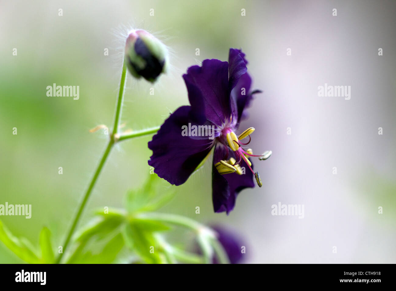 Geranio phaeum 'Raven' Foto Stock