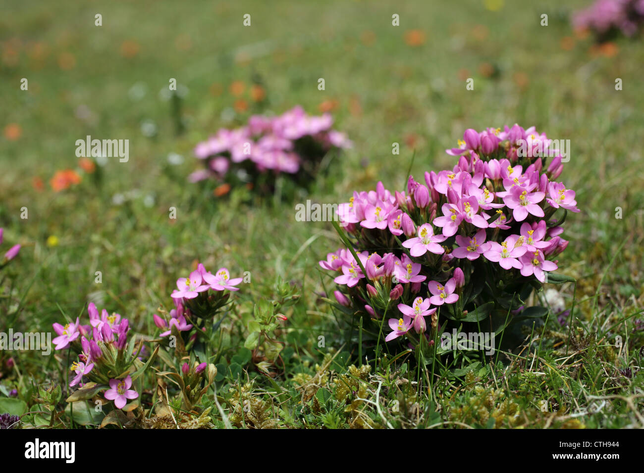 Comune; Centaury Centaurium erythraea; Cornovaglia; Regno Unito Foto Stock