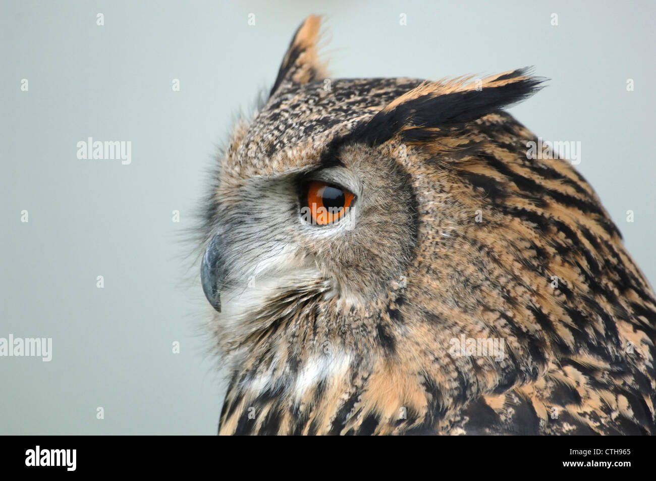 Un close-up di un gufo reale Foto Stock