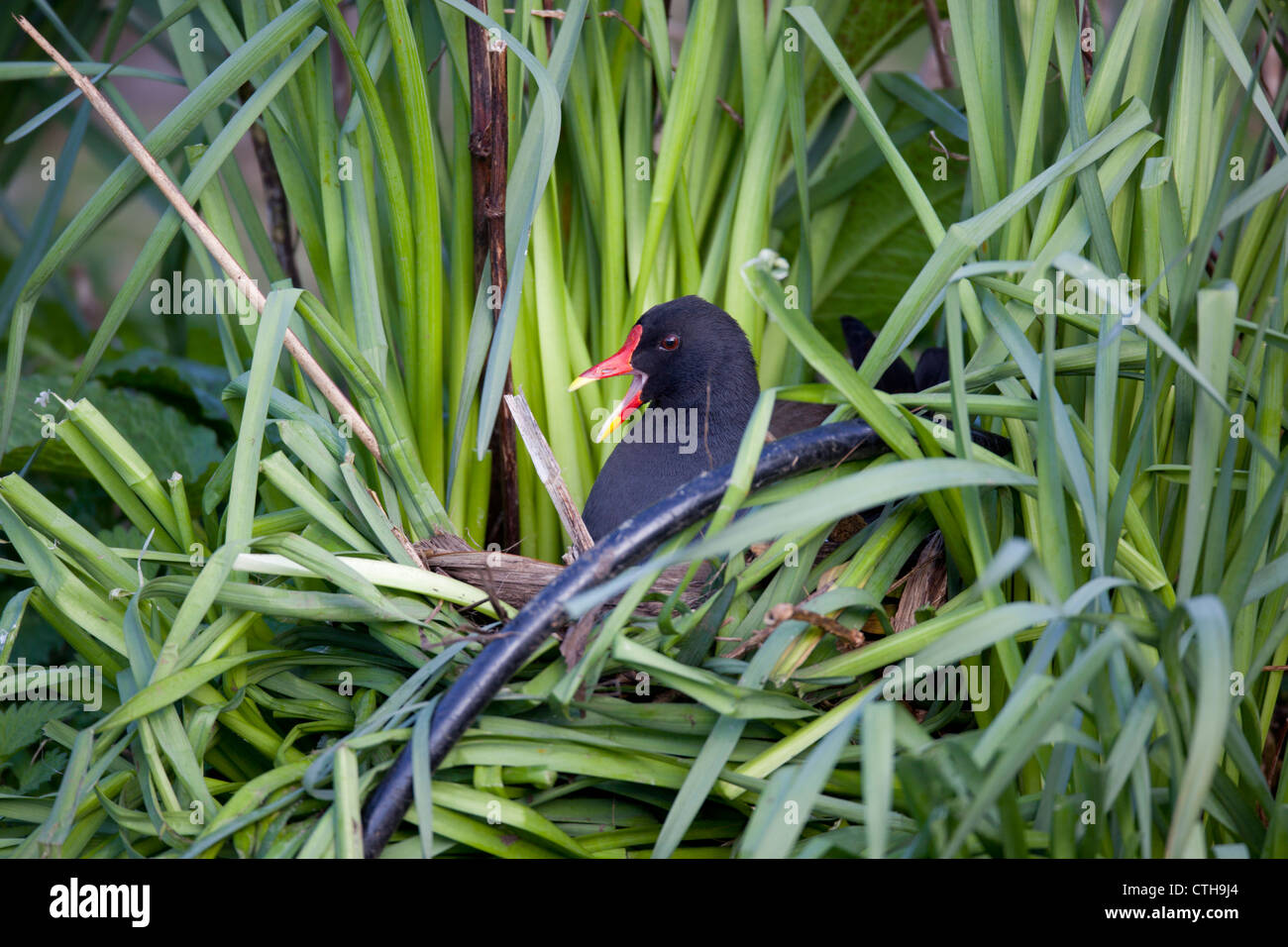 Moorhen; Gallinula chloropus; sul nido; Regno Unito Foto Stock