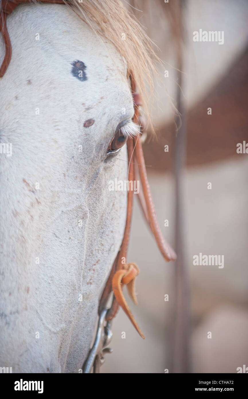 La sezione di testa di cavallo con briglia Foto Stock