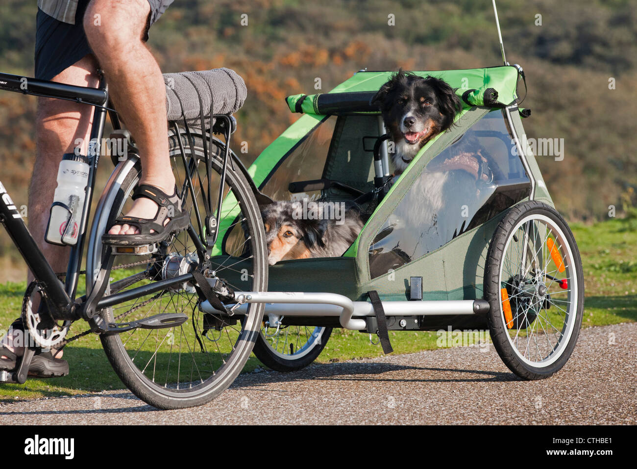 I Paesi Bassi, Veere, due cani nel ciclo buggy, normalmente utilizzate per i bambini. Foto Stock