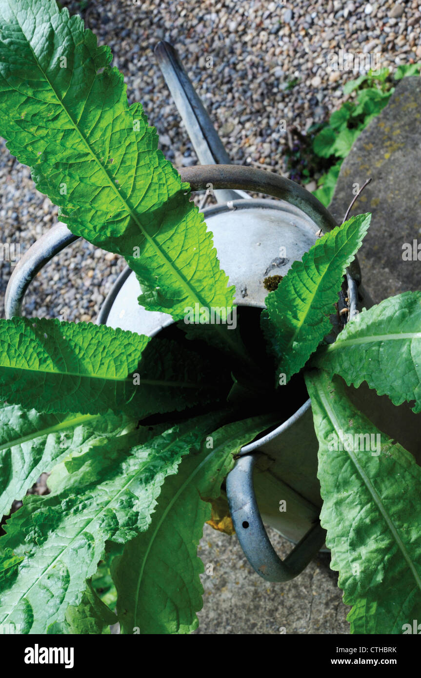 Dipsacus fullonum, Teasel Foto Stock