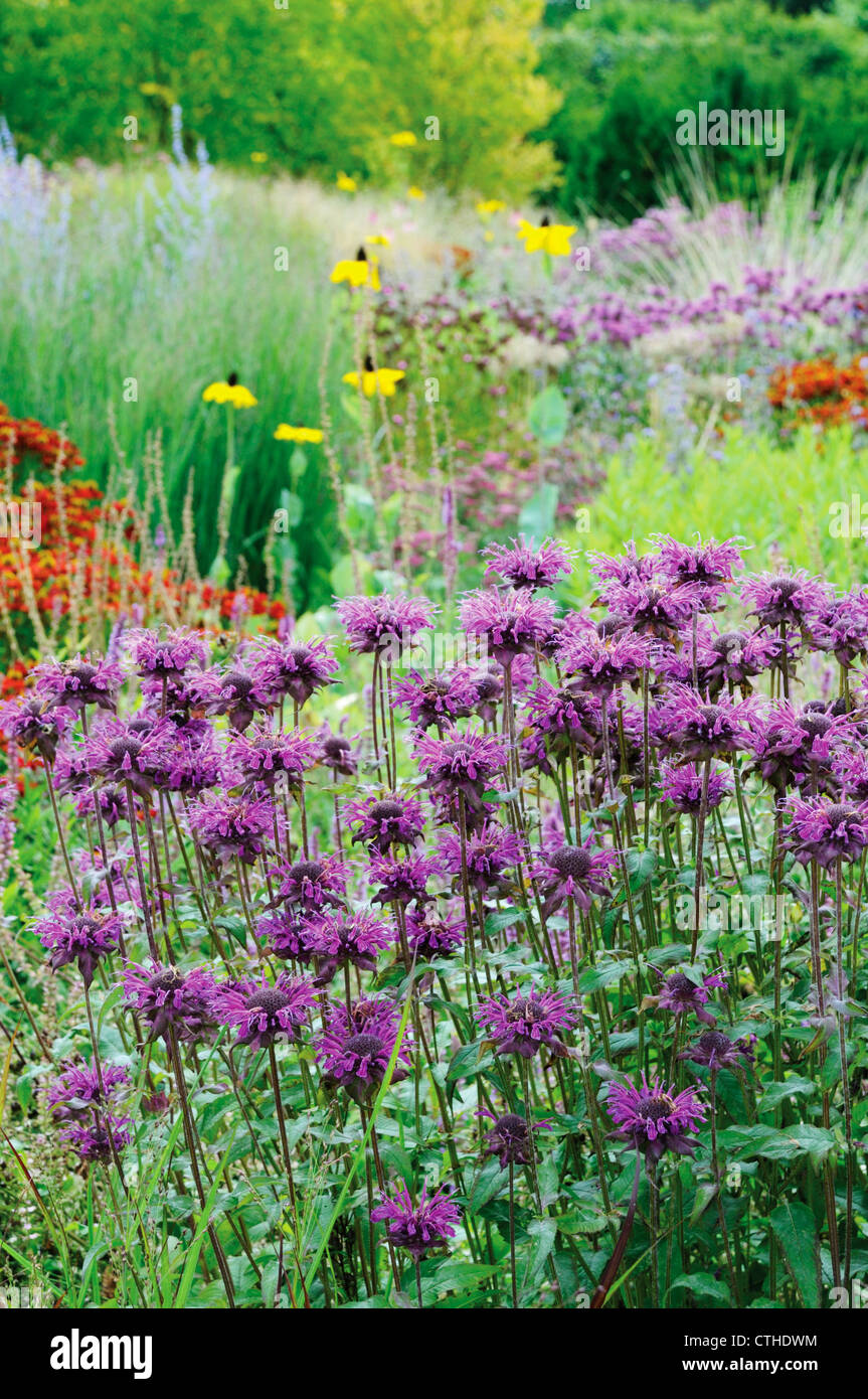 Monarda didyma, bergamotto, Monarda Foto Stock